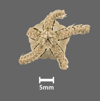 Media type: image;   Invertebrate Zoology OPH-1649 Aspect: ventral